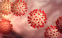 Variant “Cicada” : ce nouveau Covid qui intrigue et inquiète