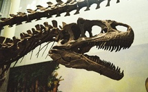En Thaïlande, des scientifiques découvrent un dinosaure géant surnommé “le dernier titan”