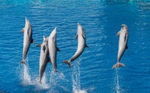 Les dauphins de Marineland dans l'incertitude : Beauval pourrait renoncer à les accueillir
