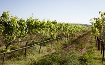 Gard : le corps d'une femme retrouvé calciné au cœur des vignes