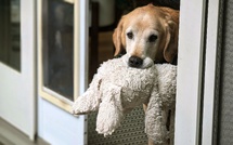 Californie : en plein cambriolage, le chien de la maison apporte ses jouets à l’intrus