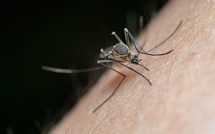 Virus West Nile : trois morts et des cas en forte hausse en Île-de-France