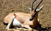Quatre gazelles dorcas naissent au zoo d’Amiens, une première en France