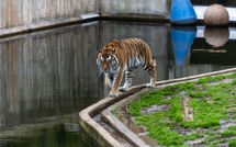 Drame dans un zoo anglais : un homme tué après être entré dans l’enclos des tigres